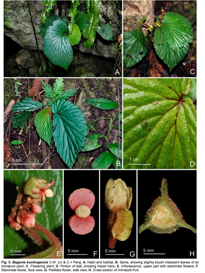 B. kuchingensis